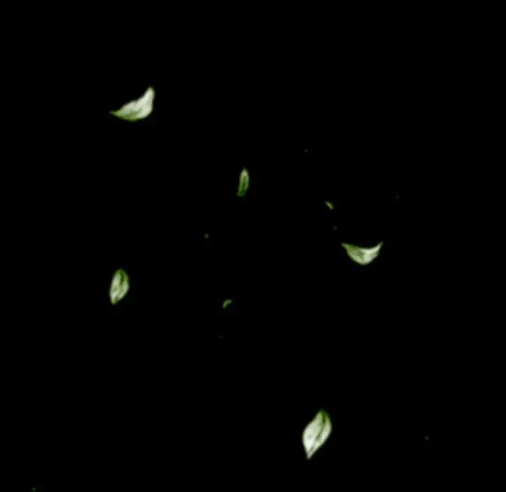 ワケあり姉妹の恋模様 第85話 - 19